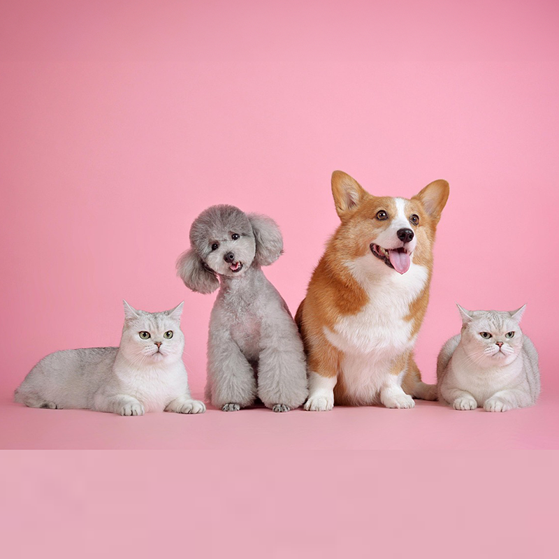 Animal-Comms